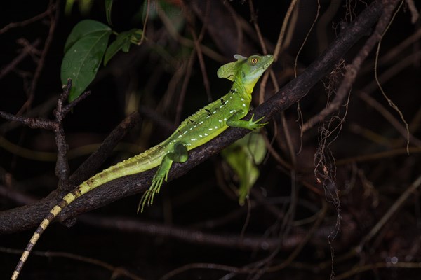 Plumed Basilisk