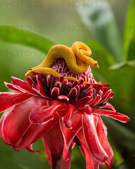 Eyelash Pit Viper