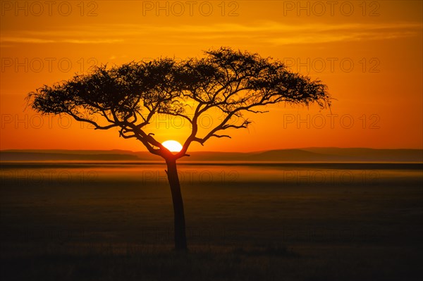 Silhouette of umbrella thorn acacia