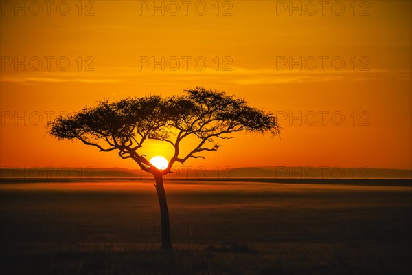 Silhouette of umbrella thorn acacia