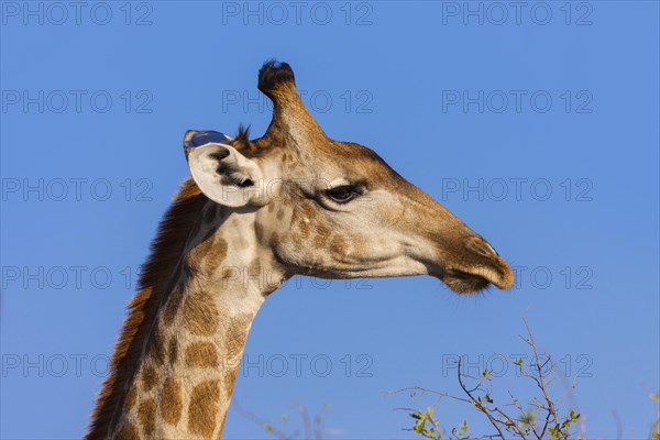 Southern giraffe