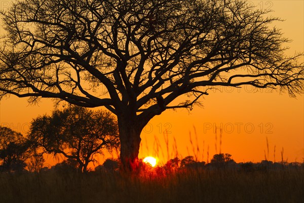 Silhouette of umbrella thorn acacia