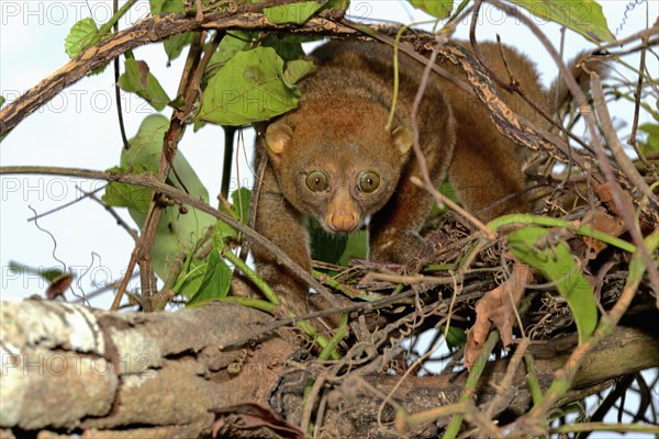 Bosman's potto