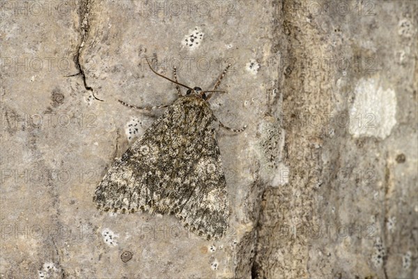 Poplar Grey Moth