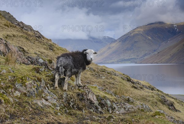 Herdwick ewe