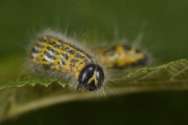 Buff-tip Moth