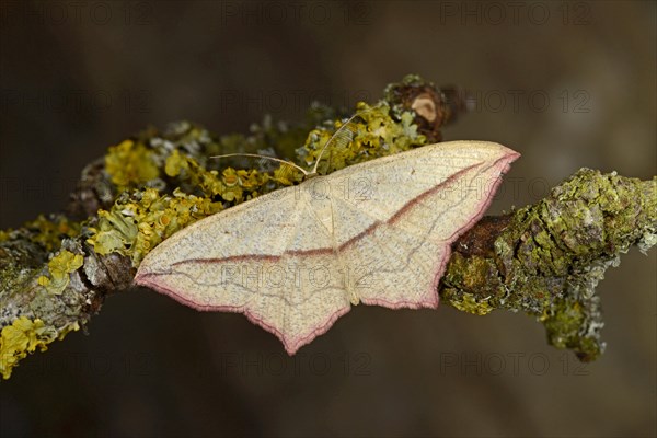 Blood-vein Moth