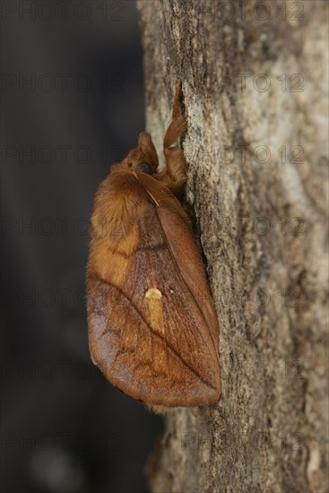 Drinker Moth