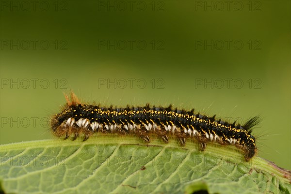 Drinker Moth