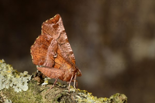 Early Thorn Moth