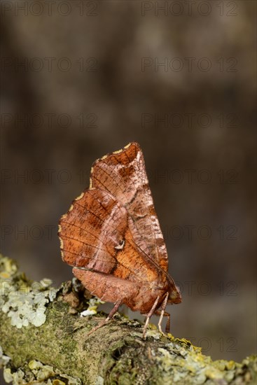 Early Thorn Moth