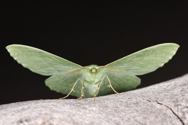 Large Emerald Moth