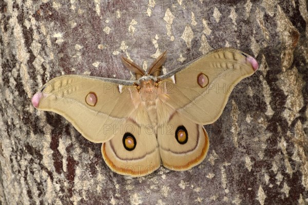 Emperor Gum Moth