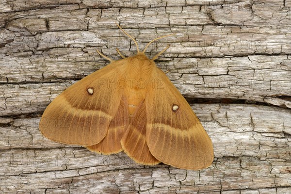 Oak Eggar