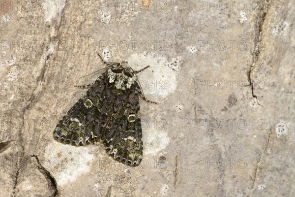 Coronet Moth