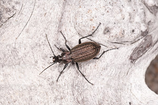 Granulated Ground Beetle