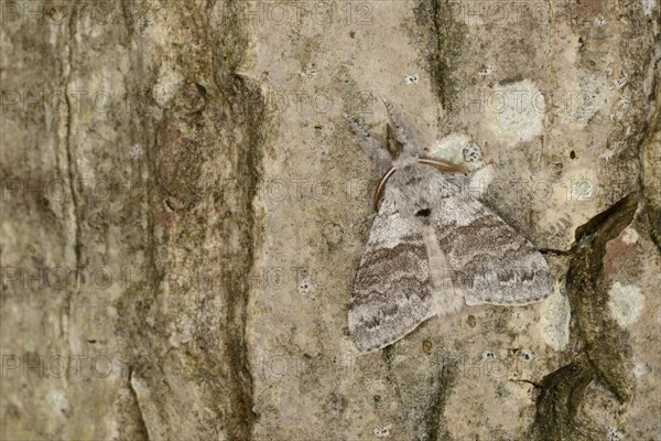 Pale Tussock