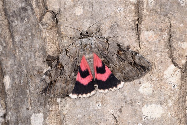 Rosy Underwing Moth