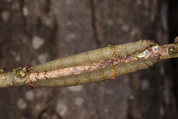 Rosy Underwing Moth