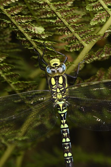 Southern Hawker Dragonfly