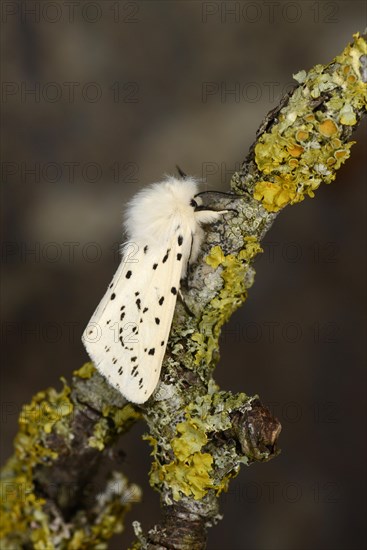 White Ermine Moth