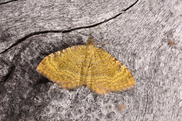 Yellow Shell Moth