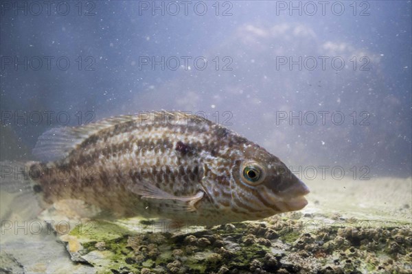 Corkwing Wrasse