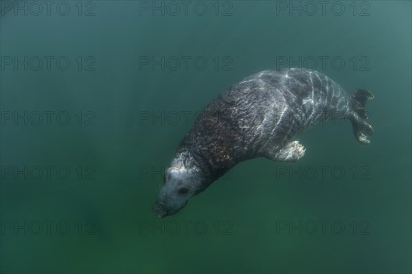 Grey Seal