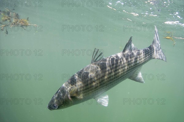 Thick Lipped Mullet