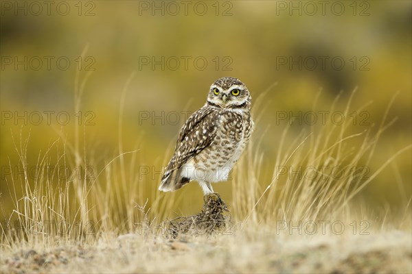 Burrowing Owl