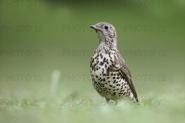 Mistle Thrush