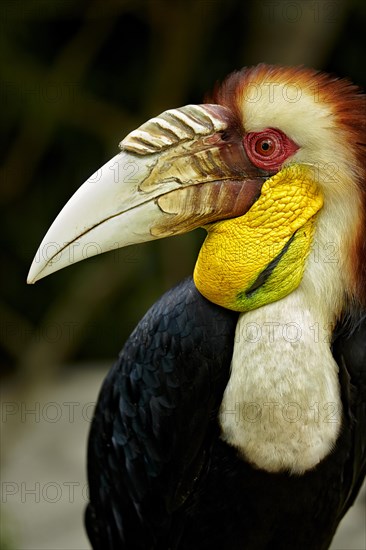 Wreathed Hornbill