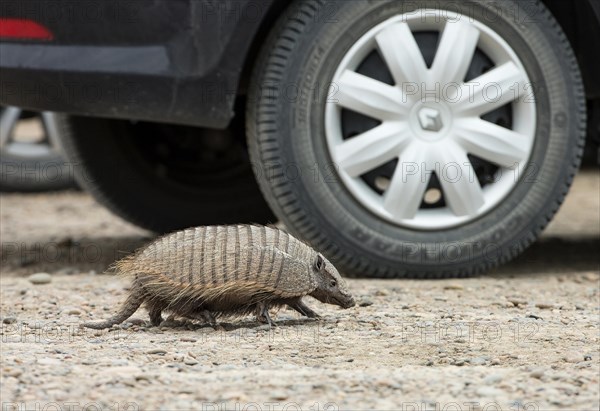 Big Hairy Armadillo