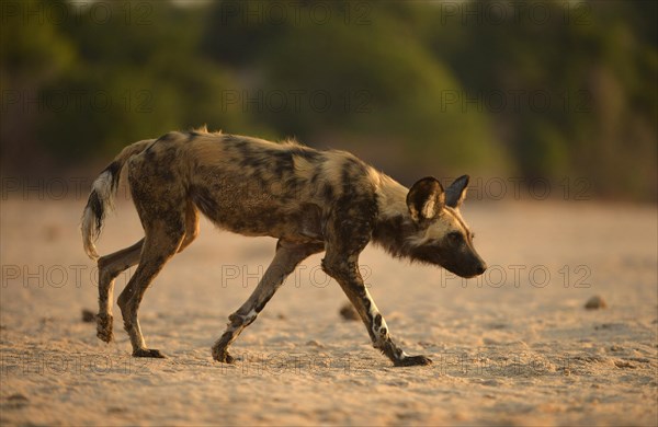 African Wild Dog