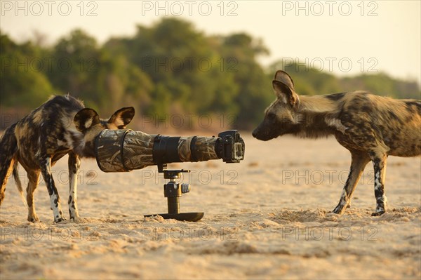 African Wild Dogs