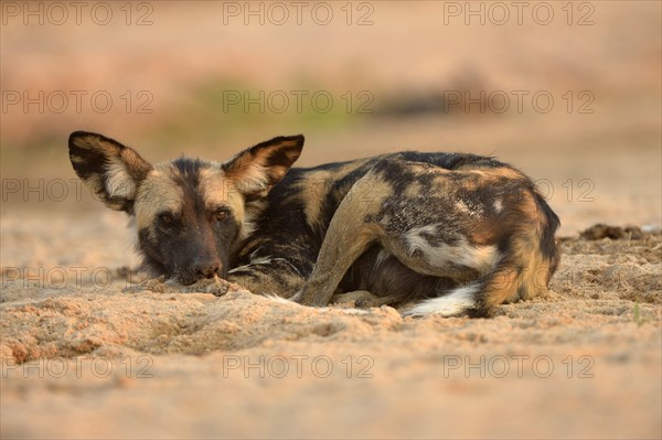 African Wild Dog