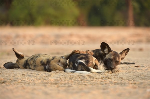 African Wild Dogs