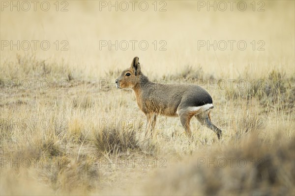 Patagonian Mara