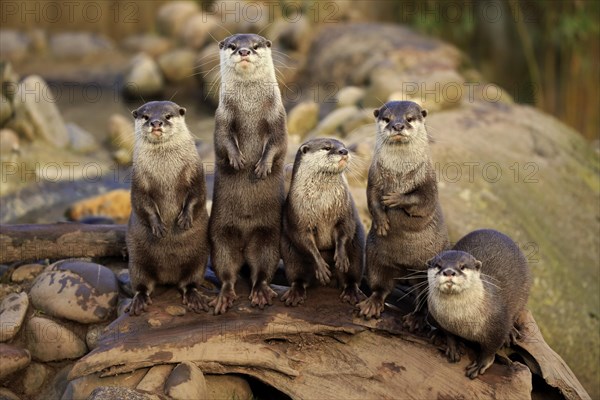 Oriental Small-clawed Otter