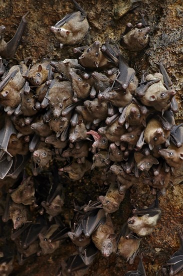 Cave Nectar Bat