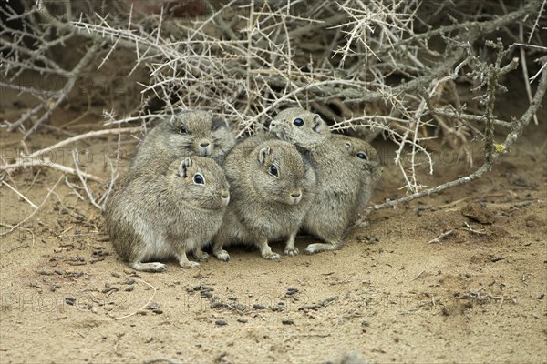 Southern Mountain Cavy