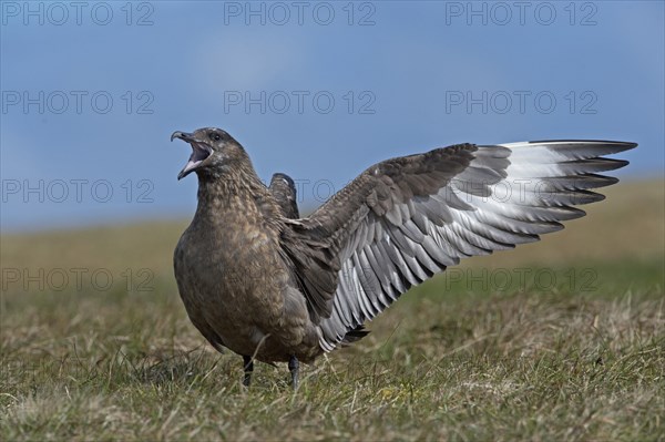 Great Skua