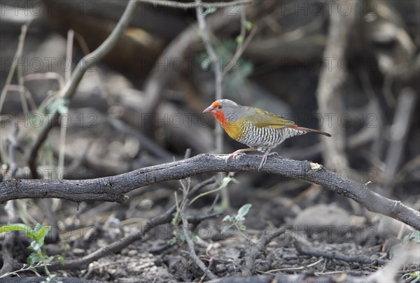 Green-winged Pytilia