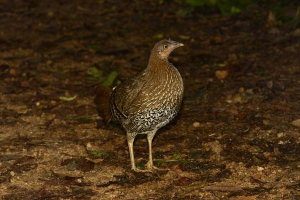 Ceylon Junglefowl