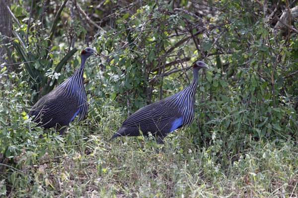 Vulturine Guineafowls