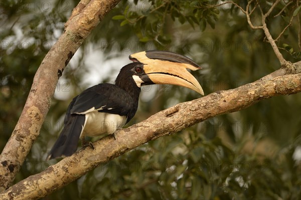 Malabar Pied Hornbill