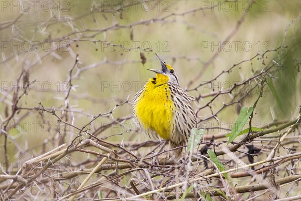 Eastern Meadowlark