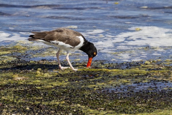 American Oystercatcher