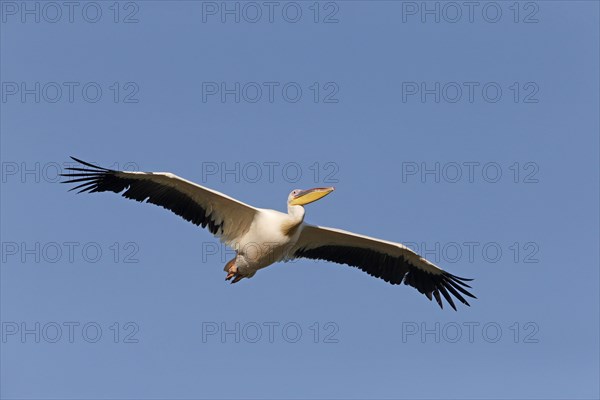 Great White Pelican