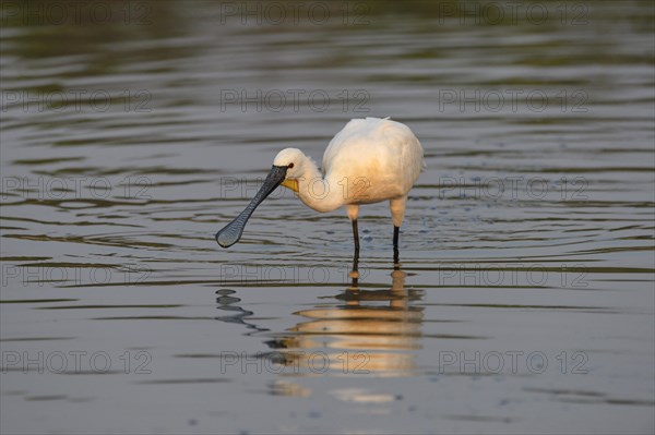 Eurasian Spoonbill